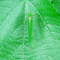 Grammadera steinbachi