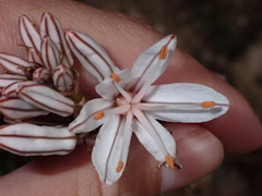 Asphodelus ramosus image