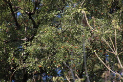 Xanthocercis zambesiaca