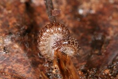 Cleidogona
