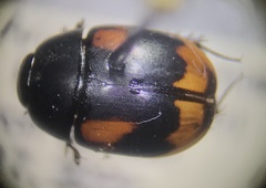 Sphaeridium scarabaeoides