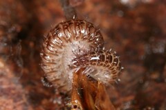 Cleidogona