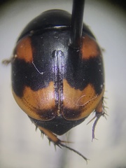 Sphaeridium scarabaeoides