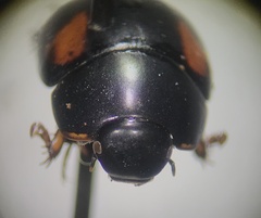 Sphaeridium scarabaeoides