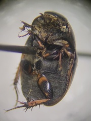 Sphaeridium scarabaeoides