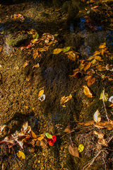 Fontinalis dalecarlica