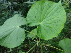 Piper umbellatum