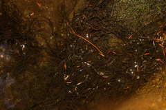 Fontinalis dalecarlica