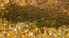 Fontinalis dalecarlica