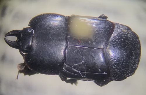Hololepta vicina