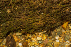 Fontinalis dalecarlica