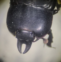 Hololepta