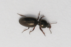 Dyschirius thoracicus
