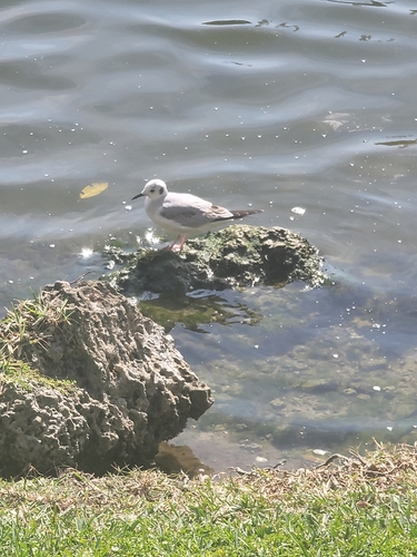 Mouette de Bonaparte