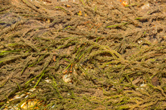 Fontinalis dalecarlica