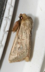 Leucania pseudargyria