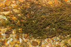 Fontinalis dalecarlica