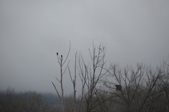 Sturnus vulgaris