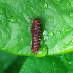 Troidini