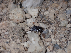 Thyreus histrionicus