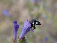 Thyreus histrionicus