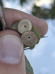 Paracraspis patelloides