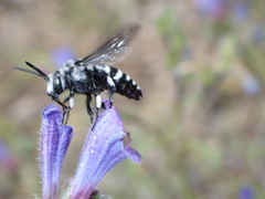 Thyreus histrionicus