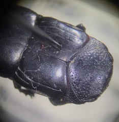 Hololepta