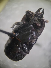Hololepta