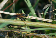 Tachytes guatemalensis