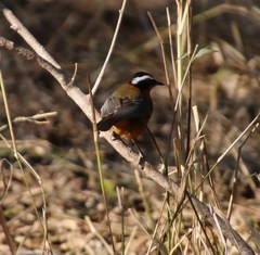 Cossypha heuglini heuglini