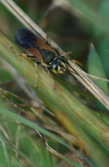 Tachytes guatemalensis