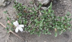 Dyschoriste setigera