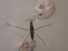Gerris thoracicus