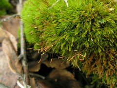Tetraphis pellucida