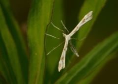 Gillmeria pallidactyla