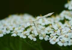 Gillmeria pallidactyla