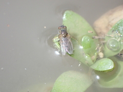 Ephydra