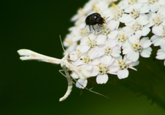Gillmeria pallidactyla