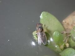 Ephydra