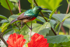 Cinnyris chloropygius kempi