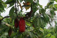 Theobroma cacao