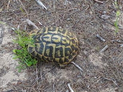 Testudo hermanni hermanni