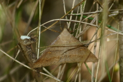 Renia flavipunctalis