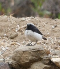 Oenanthe lugentoides