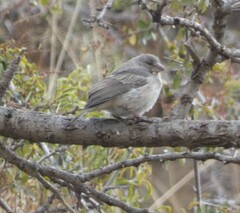 Crithagra menachensis