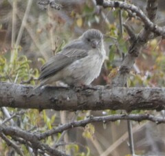 Crithagra menachensis