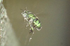 Euglossa