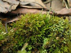 Tetraphis pellucida