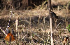 Cossypha heuglini heuglini